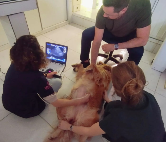 ultassom-clinica-zooflora